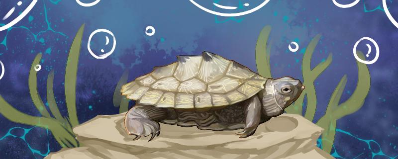 地图龟可以一直在水里吗,地图龟可以一直深水养吗