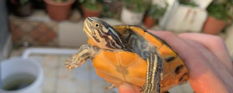 火焰龟跟巴西龟有什么区别?(火焰龟和阿拉巴马龟有什么区别)