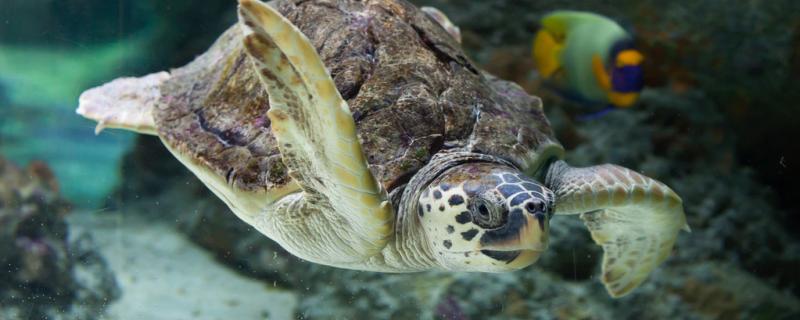 海龟可以活到多少岁?,龟能活多少岁