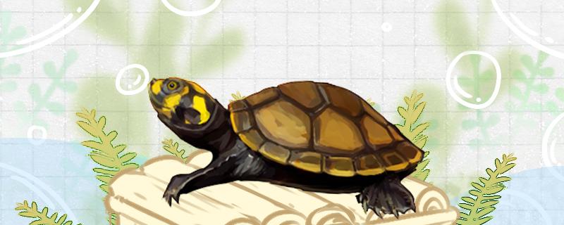 黄头侧颈龟的饲养方法(黄头侧颈龟如何繁殖)