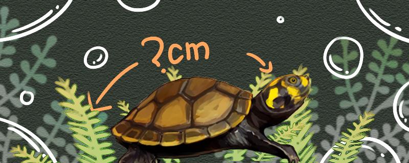 黄头侧颈龟一年长多少(黄头侧颈龟多大几年算成年龟)