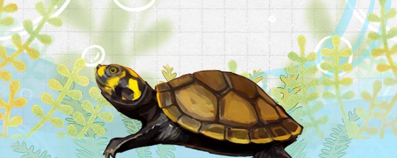 西非侧颈龟可以和什么龟混养,黄头侧颈龟跟什么龟混养最好