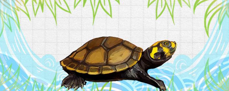 黄头侧颈龟的寿命多长,黄头侧颈龟一年能长多大