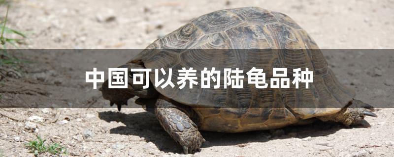中国可以养什么品种的陆龟(中国能养的陆龟)