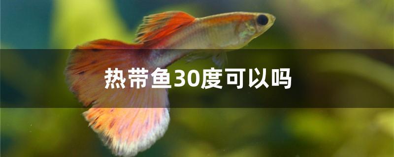 热带鱼30度可以吗(热带鱼温度30度可以吗?)