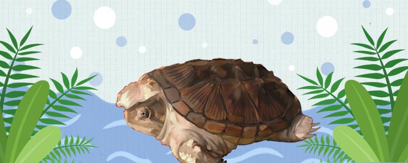 北美小鳄龟能深水养吗(小鳄龟能深水养吗?)