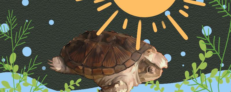 小鳄龟要晒太阳吗(鳄龟需要晒太阳吗)