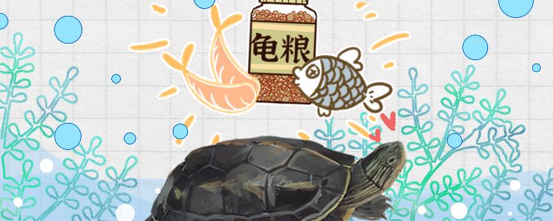 珍珠龟几天喂一次食物(珍珠龟多久喂一次)