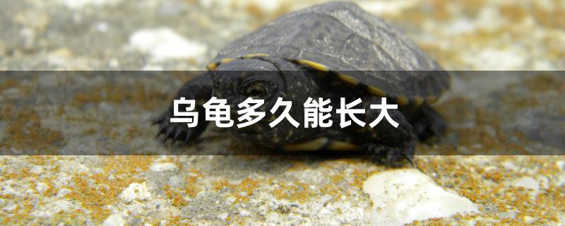 2到3厘米的乌龟多久能长大,乌龟多久能长大