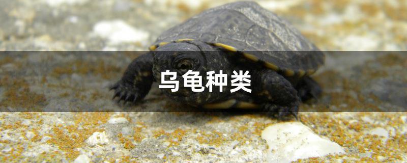 乌龟种类鉴别图片,龟的品种