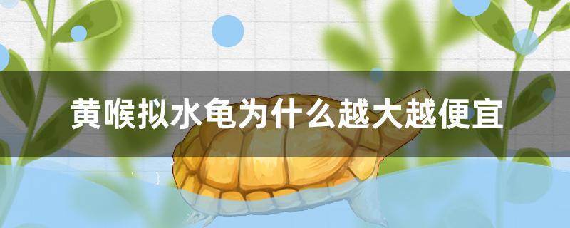 黄喉拟水龟贵吗(黄喉拟水龟是水龟吗)