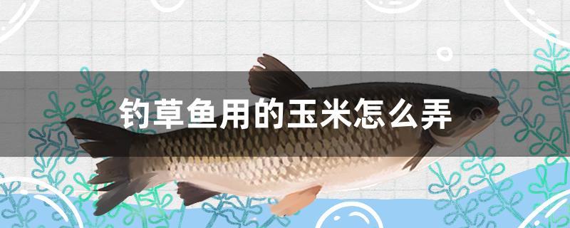 草鱼玉米饵料自制方法(用玉米钓草鱼怎么钓)