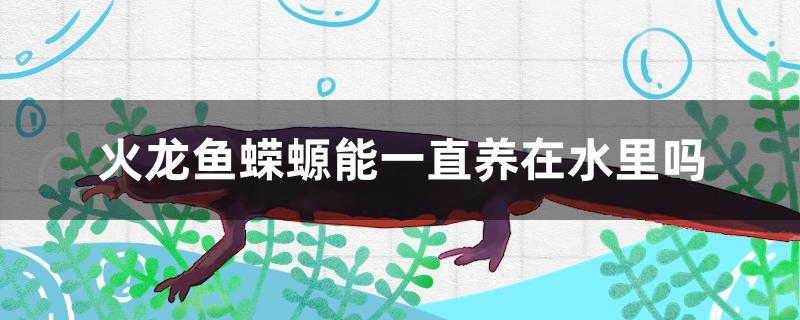 火龙鱼蝾螈能一直养在水里吗食能不能一块喂,火龙鱼蝾螈可以深水养吗