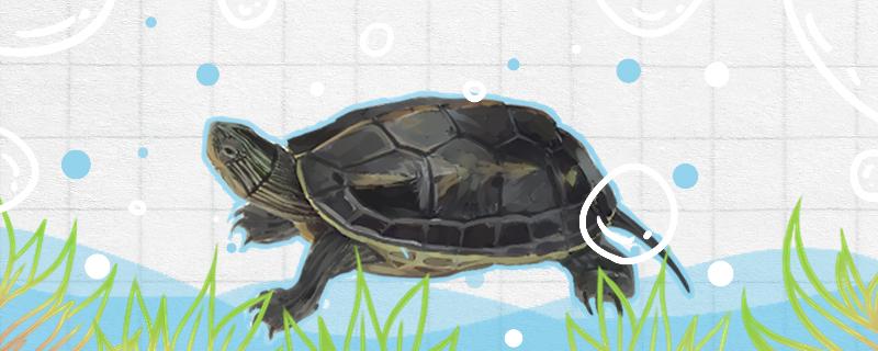 珍珠龟的饲养方法(养珍珠龟注意事项)