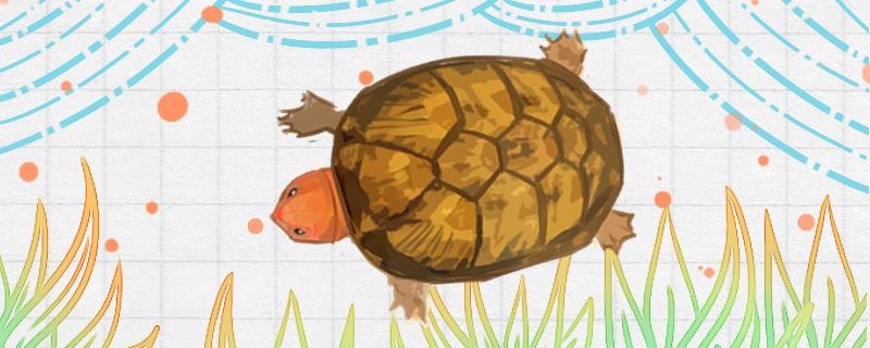 红面蛋龟生长速度(红面蛋龟能长多大)