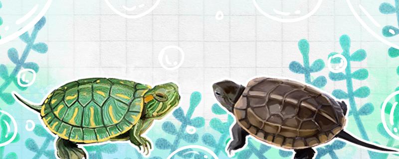 中华草龟和巴西龟的区别图片(中华草龟与巴西龟区别)
