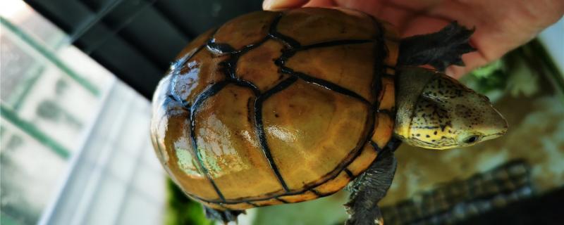 头盔蛋龟能深水养吗(头盔是深水龟还是浅水龟)