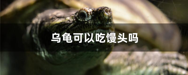 乌龟可以吃馒头吗?(乌龟可以吃馒头吗的短视频)