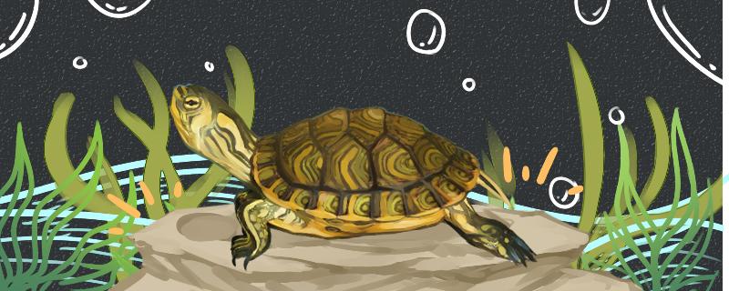 六厘米的黄耳龟几岁(黄耳龟怎么看年龄)