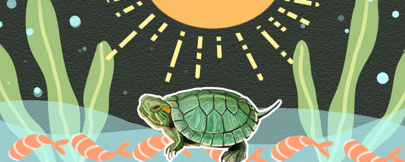 巴西龟可以晒太阳吗?(巴西龟可以晒太阳吗(可以晒多久)