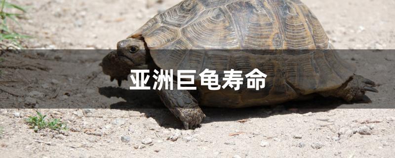 亚洲巨龟寿命(亚洲巨龟寿命最长多少年)