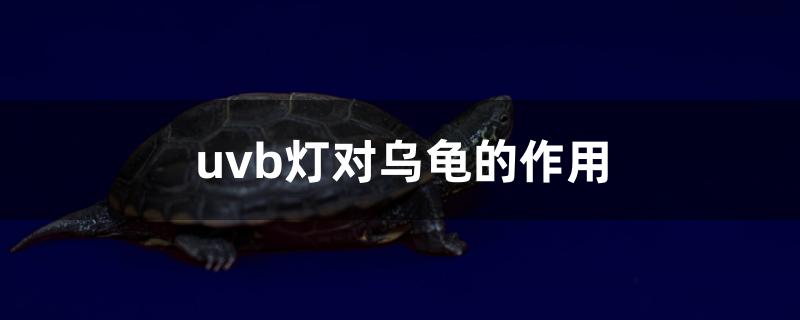 uvb灯对乌龟的作用(uvb灯对乌龟的作用一天照射几个小时)