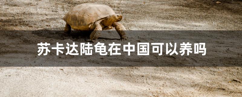 苏卡塔尔陆龟在中国可以养吗(陆龟在中国能养吗)