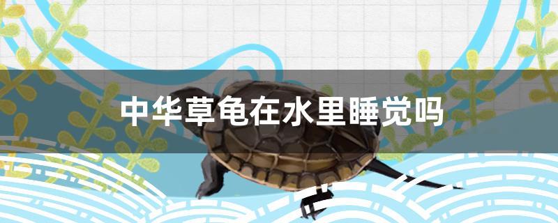 中华草龟睡觉在水里还是陆地上(中华草龟在水里冬眠吗)