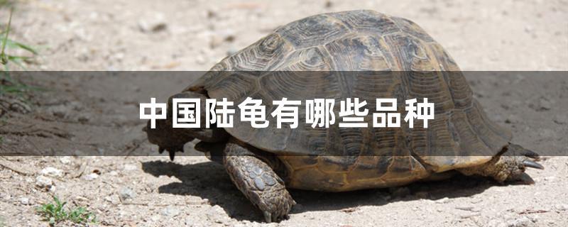 中国陆龟有哪些品种图片(中国本土陆龟品种)