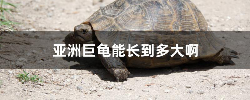 亚洲巨龟一年能长多少(亚巨龟一年可以长多大)