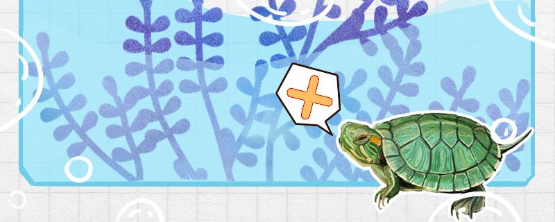 巴西红耳龟是深水龟吗?(巴西红耳龟是深水龟还是浅水龟)