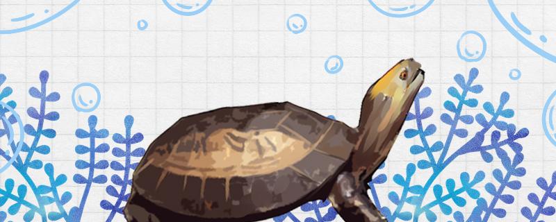 黄额闭壳龟是几级保护动物(黄额闭壳龟寿命)