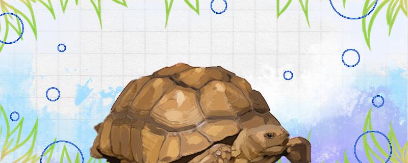 苏卡塔尔陆龟是保护动物吗?(苏卡塔尔陆龟是国家保护动物吗)