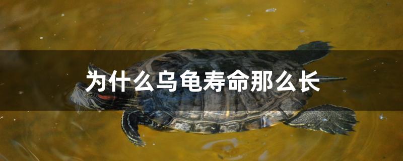 为什么乌龟寿命那么长作文(为什么乌龟寿命那么长?)