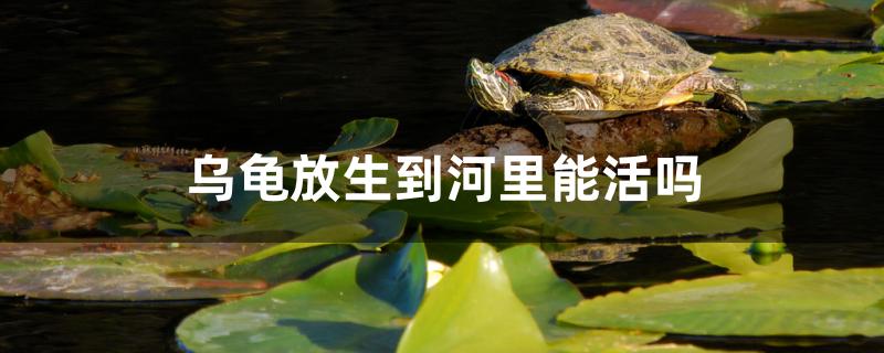 家养乌龟放生到河里能活吗(把小乌龟放生到河里能活吗)