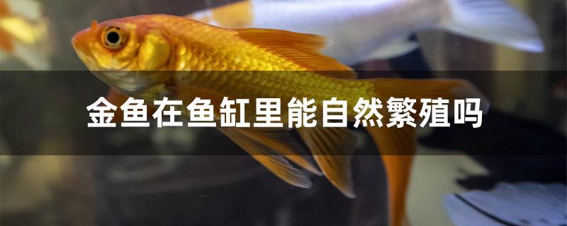 金鱼是如何繁殖的(养在鱼缸里的金鱼会自己繁殖吗?)