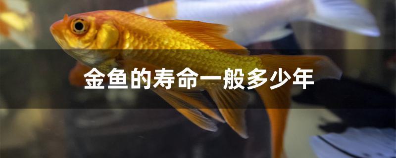 兰寿金鱼的寿命一般多少年,金鱼的寿命一般是多少年