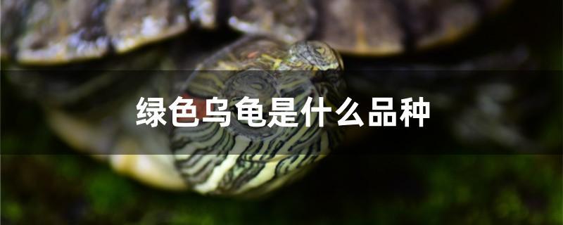 绿色乌龟是什么品种绿色乌龟一般指的是巴西龟(绿色的乌龟是什么品种)