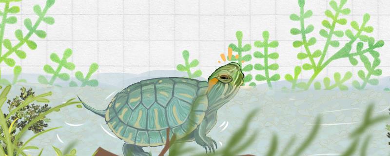 巴西龟的龟壳变得特别软是什么原因(巴西龟的壳为什么变软了)
