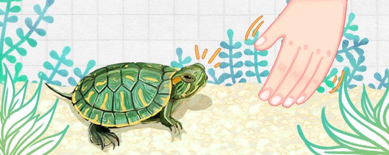 小巴西龟龟壳变软(小巴西龟的壳是软的还是硬的)