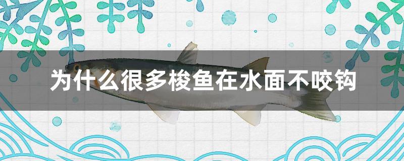 梭鱼是海水鱼吗(梭边鱼和梭鱼的区别)