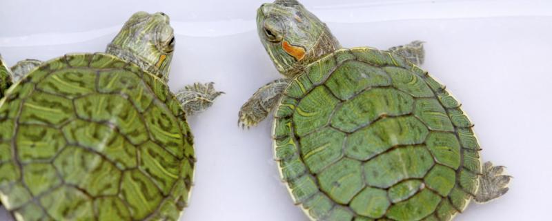 巴西龟红耳龟怎么分公母(红耳龟怎么分公母图片)