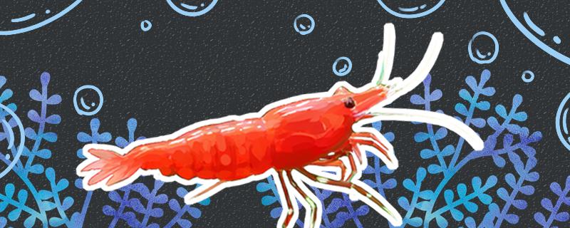 黑壳虾和极火虾混养,黑壳虾樱花虾极火虾哪个好养