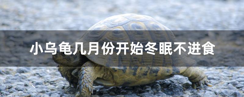 小乌龟几月份开始冬眠不进食广东(乌龟什么时候开始冬眠不进食)