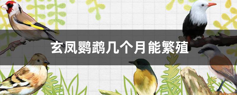 玄凤鹦鹉几个月能繁殖一次(玄凤鹦鹉几个月能繁殖没有公的母的下蛋吗)