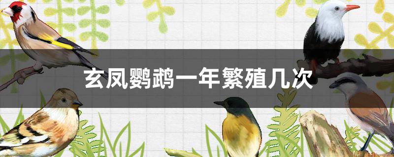 玄凤鹦鹉一年可以繁殖几次(玄凤鹦鹉多长时间繁殖一次)