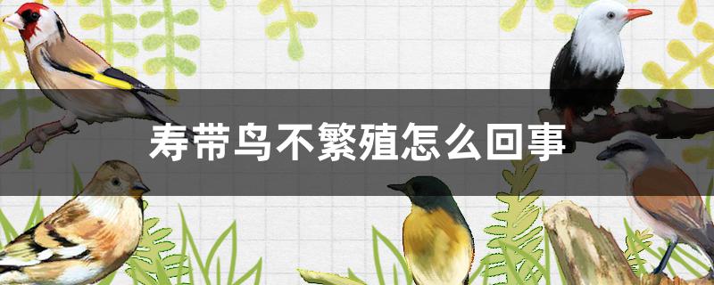 寿带鸟是保护动物吗(寿带鸟的特点)