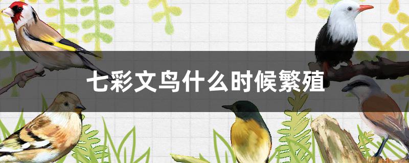 七彩文鸟什么时候繁殖哪些鸟属于观赏雅(七彩文鸟繁殖期)