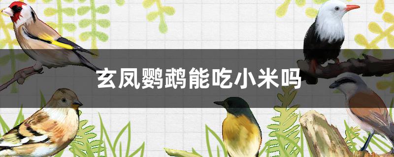 30天的玄凤鹦鹉能吃小米吗(玄凤鹦鹉能吃小米吗?)