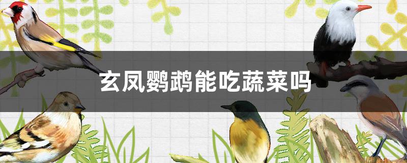 玄凤鹦鹉可以吃哪些蔬菜(玄凤鹦鹉不能吃的水果和蔬菜)